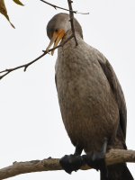 Cormorant6.jpg