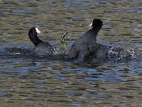Coot3.jpg