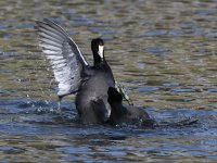 Coot5.jpg