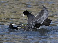 Coot7.jpg