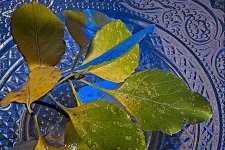 10-27-2020-cr_7503375_Focus-ON1.jpg