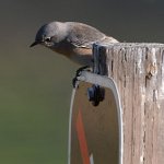 Bluebird.jpg
