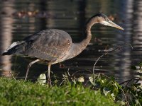 BlueHeron2.jpg