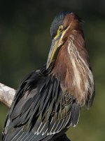 GreenHeron15.jpg
