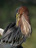 GreenHeron16.jpg