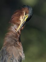 GreenHeron24.jpg