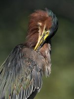 GreenHeron25.jpg