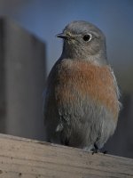 Bluebird8.jpg