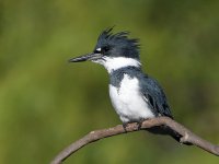 Kingfisher.jpg