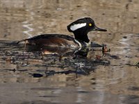 Merganser2.jpg
