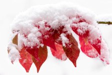 Leaves with Snow Oct 2020-1.jpg