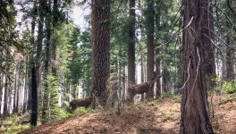 2017-05-24 -sequoia-deer-1-nik-s.jpg