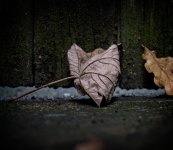 Leaf.jpg