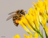 Bee-650.jpg