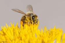 Bee-651.jpg