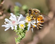 Bee-652.jpg