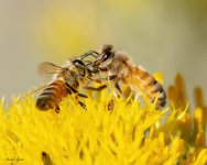 Bee-653.jpg