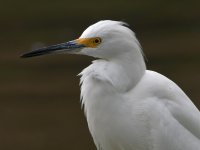Egret.jpg