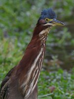 GreenHeron7.jpg