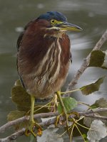 GreenHeron12.jpg