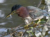 GreenHeron23.jpg