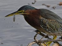 GreenHeron30.jpg