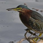 GreenHeron32.jpg