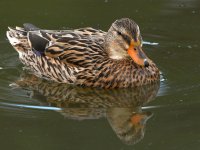 Mallard2.jpg