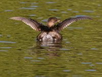 Grebe.jpg