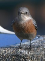 Bluebird7.jpg