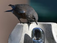 Bluebird19.jpg