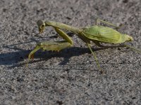 Mantis.jpg