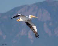 PelicanFlight-630.jpg