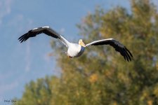 PelicanFlight-631.jpg