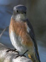 Bluebird4.jpg