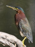 GreenHeron.jpg