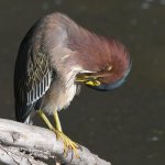 GreenHeron11.jpg