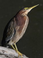 GreenHeron10.jpg