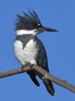 Kingfisher6.jpg