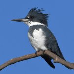 Kingfisher9.jpg