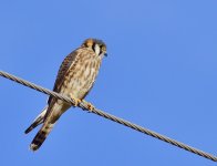 _ROY6564_00001.jpg