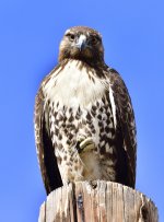 _ROY6879_00001.jpg