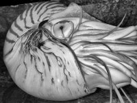 2017-01-03 16.18.59-nik-B&W-s.jpg