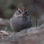 ChippingSparrow2.jpg
