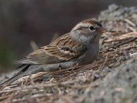ChippingSparrow5.jpg