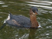 Grebe2.jpg