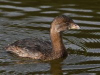 Grebe9.jpg