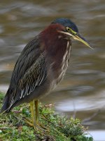 GreenHeron4.jpg