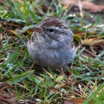ChippingWarbler3.jpg