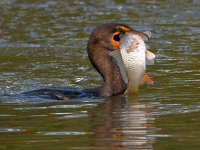 Cormorant5.jpg